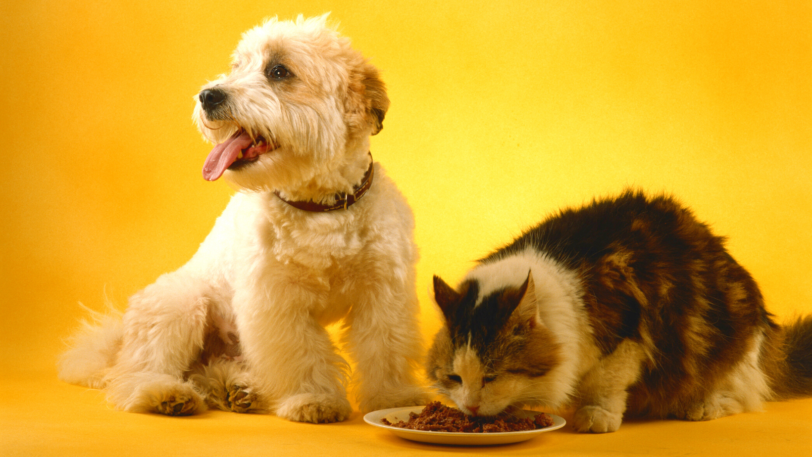 Grain Free Diet is it the best for your cats and dogs eating pet food kibbles ozpro