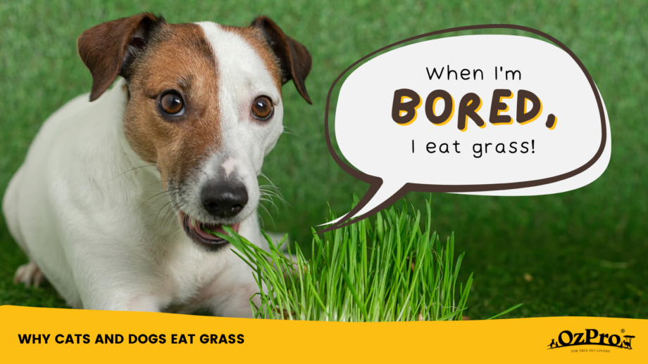 Image showcasing Reasons Why Cats and Dogs Eat Grass – OzPro Pets