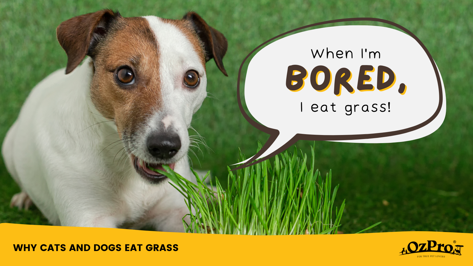 Reasons Why Cats and Dogs Eat Grass OzPro Pets